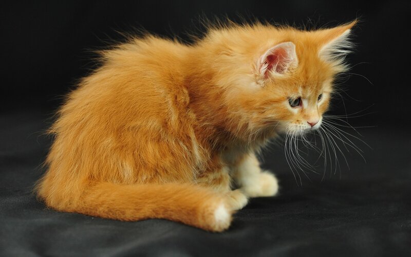 Fluffy Orange Kitten — Calm, Photograph, Whiskers
