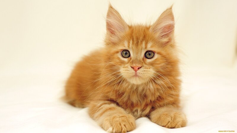 Fluffy Orange Kitten — Calm, Photograph, Whiskers, White Background