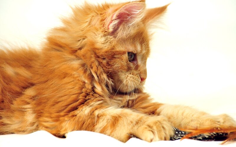 Fluffy Orange Kitten — Calm, Photograph, White Background, Feather