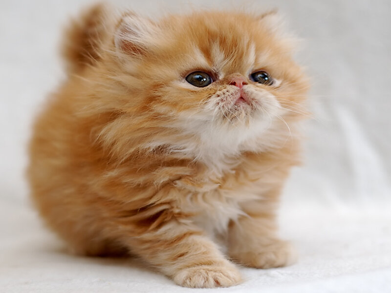 Fluffy Orange Kitten — Calm, Photograph, White Background