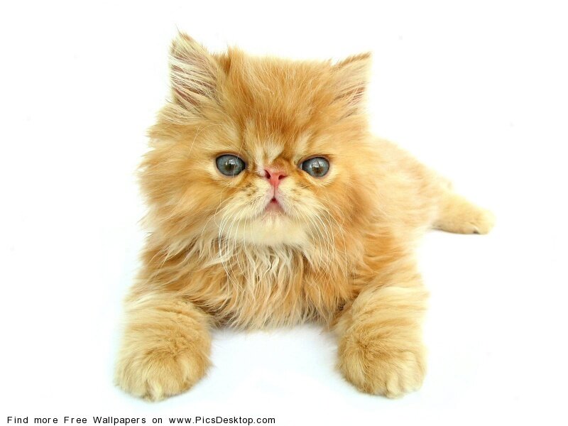 Fluffy Orange Kitten — Calm, Photograph, White Background, White
