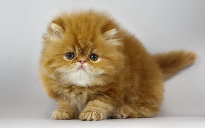 Fluffy Orange Kitten — Calm, Photograph, White Chest