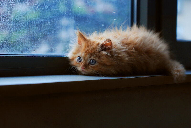 Fluffy Orange Kitten — Calm, Photograph, Window