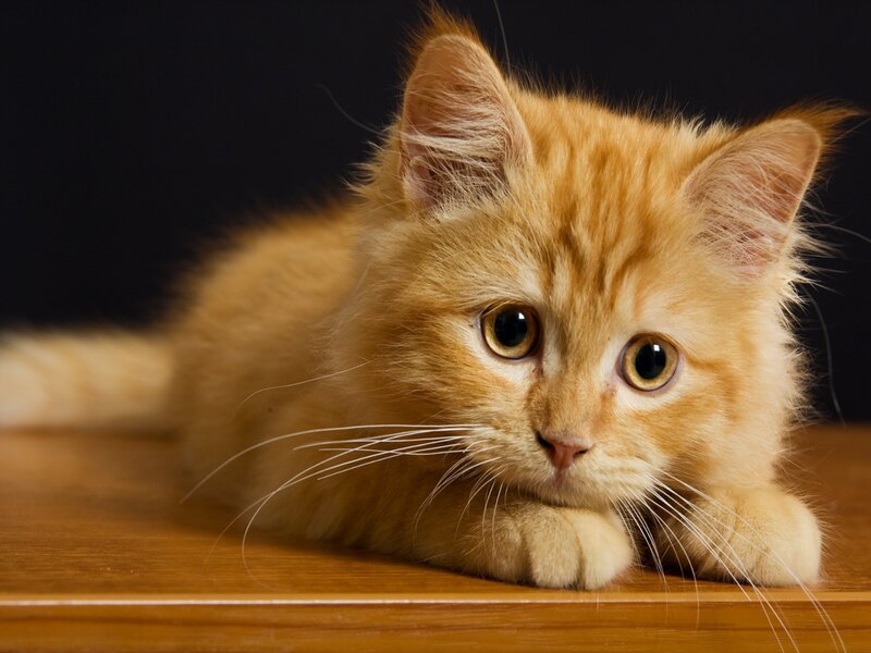 Fluffy Orange Kitten — Calm, Photograph, Wooden Surface