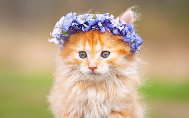 Fluffy Orange Kitten — Calm, Spring, Photograph