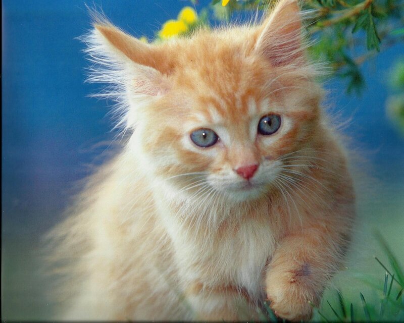 Fluffy Orange Kitten — Calm, Spring
