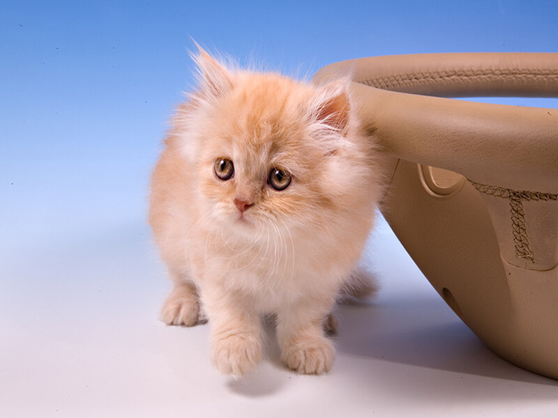 Fluffy Orange Kitten — Calm