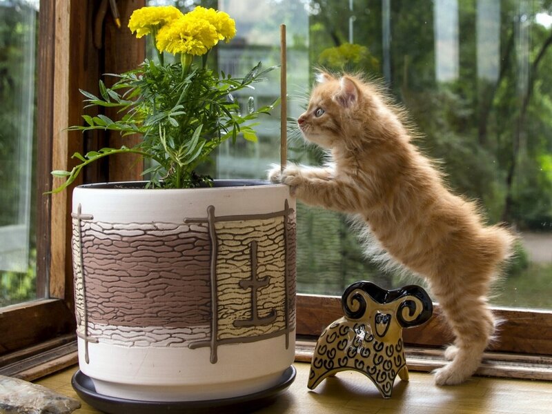 Fluffy Orange Kitten — Curious, Afternoon, Photograph