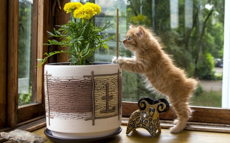 Fluffy Orange Kitten — Curious, Afternoon