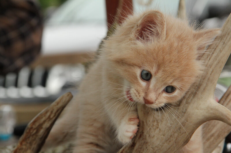 Fluffy Orange Kitten — Curious, Photograph, Antler