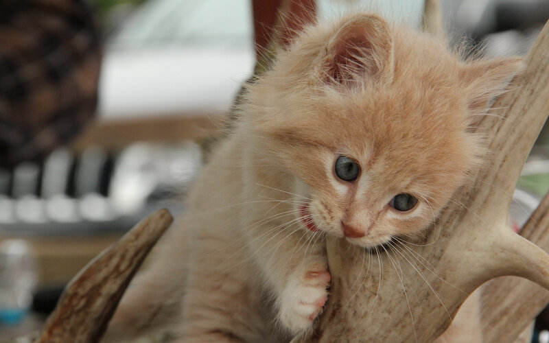 Fluffy Orange Kitten — Curious, Photograph, Antler, Whiskers