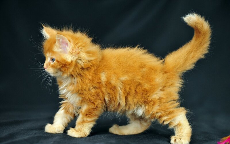 Fluffy Orange Kitten — Curious, Photograph, Black Background