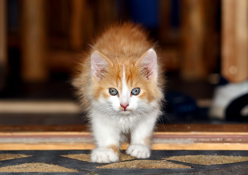 Fluffy Orange Kitten — Curious, Photograph, Cat