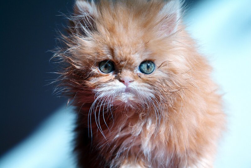 Fluffy Orange Kitten — Curious, Photograph, Eyes