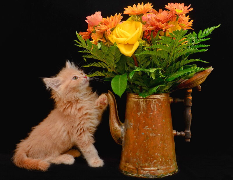 Fluffy Orange Kitten — Curious, Photograph, Flowers
