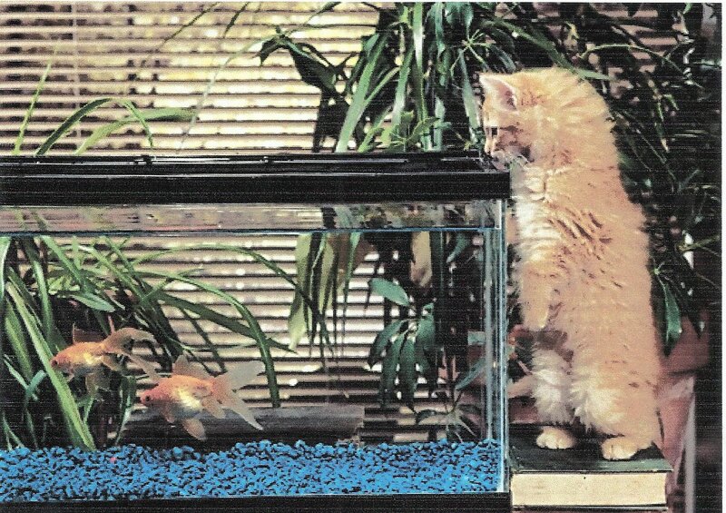 Fluffy Orange Kitten — Curious, Photograph, Goldfish