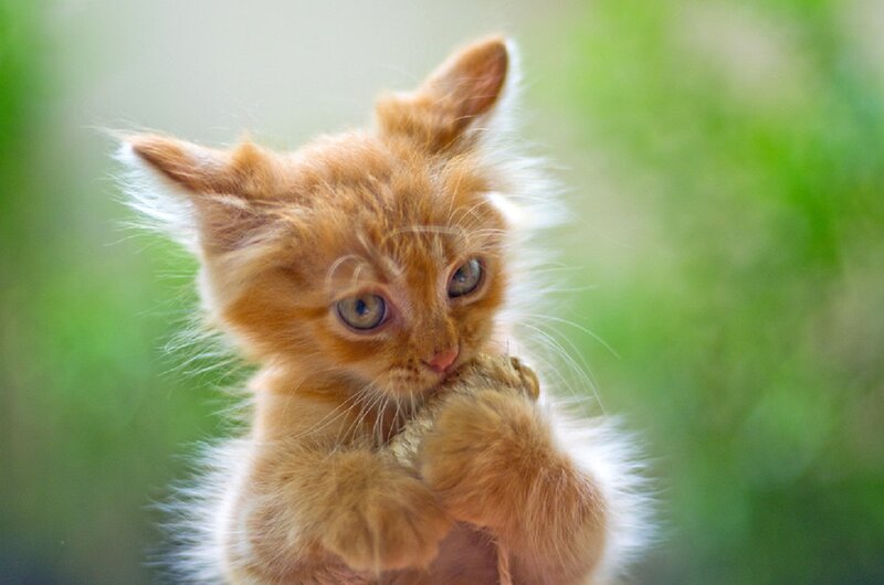 Fluffy Orange Kitten — Curious, Photograph, Paws