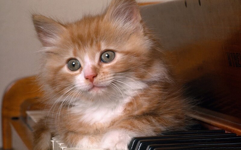 Fluffy Orange Kitten — Curious, Photograph, Piano