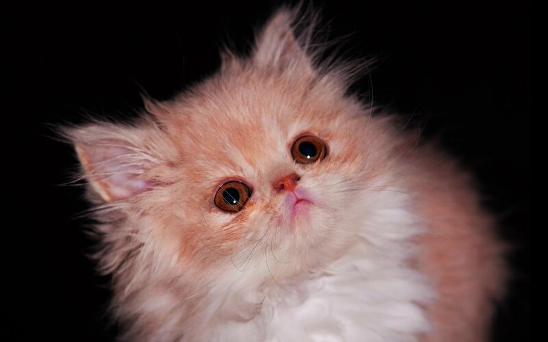 Fluffy Orange Kitten — Curious, Photograph