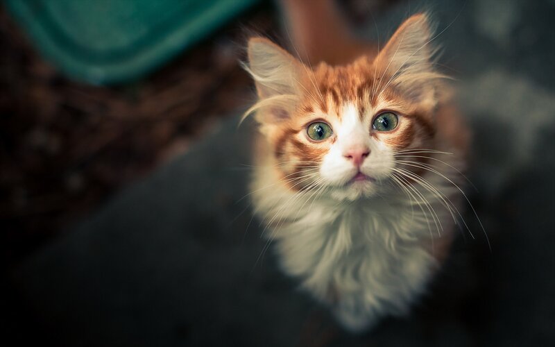 Fluffy Orange Kitten — Curious, Photograph, Whiskers
