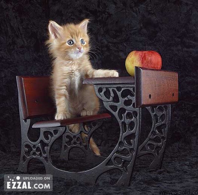 Fluffy Orange Kitten — Curious