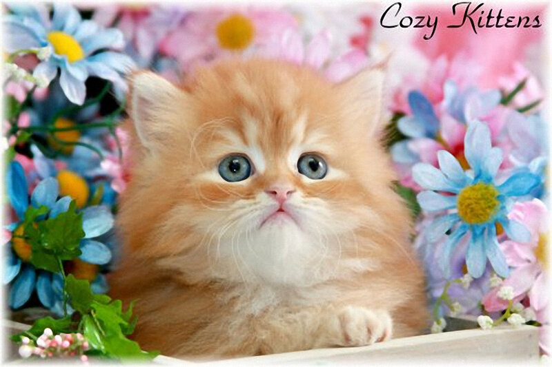 Fluffy Orange Kitten — Cute