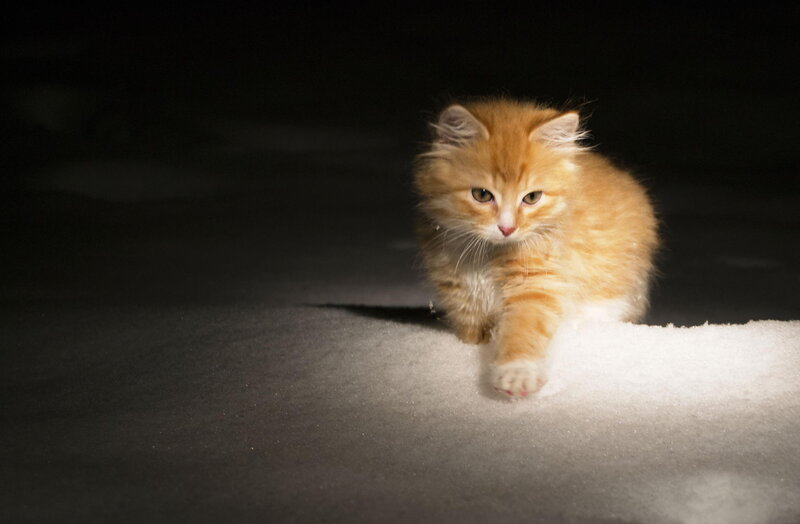 Fluffy Orange Kitten — Dramatic, Night