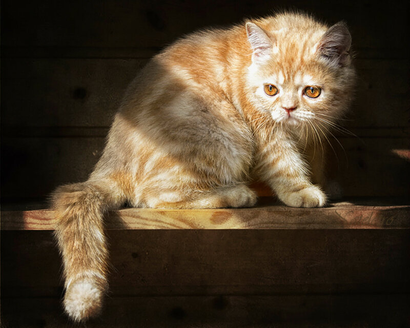 Fluffy Orange Kitten — Dramatic