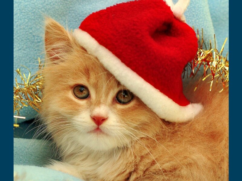 Fluffy Orange Kitten — Festive