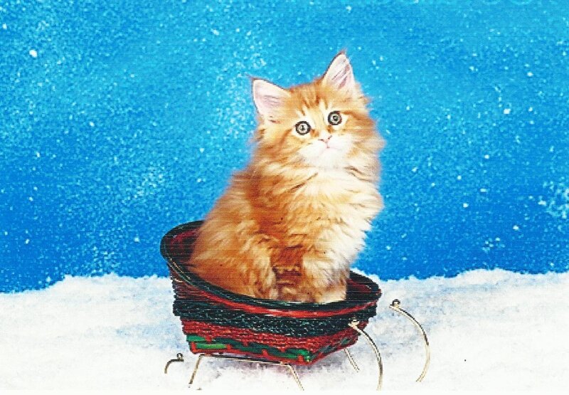 Fluffy Orange Kitten — Festive, Winter