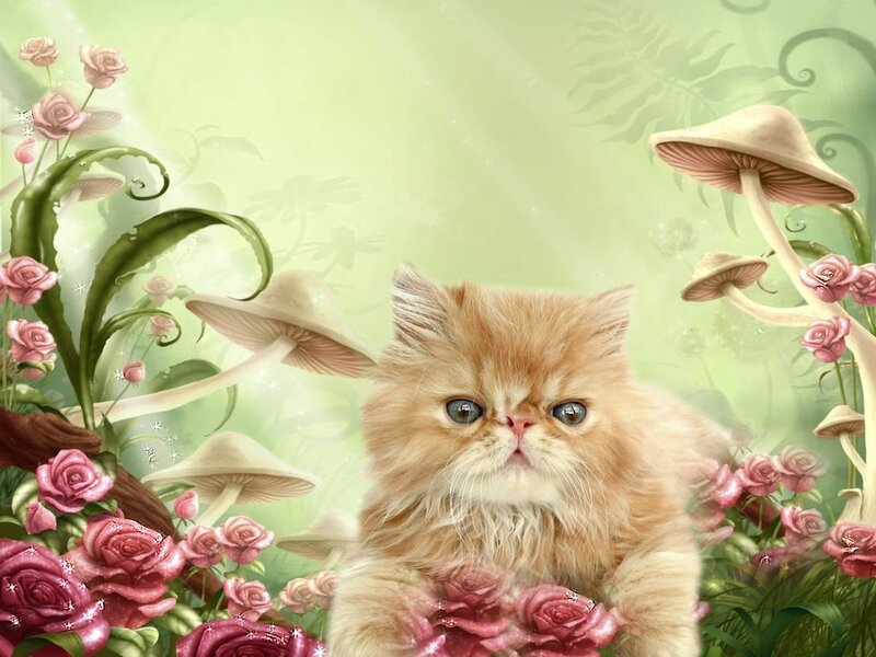 Fluffy Orange Kitten — Green