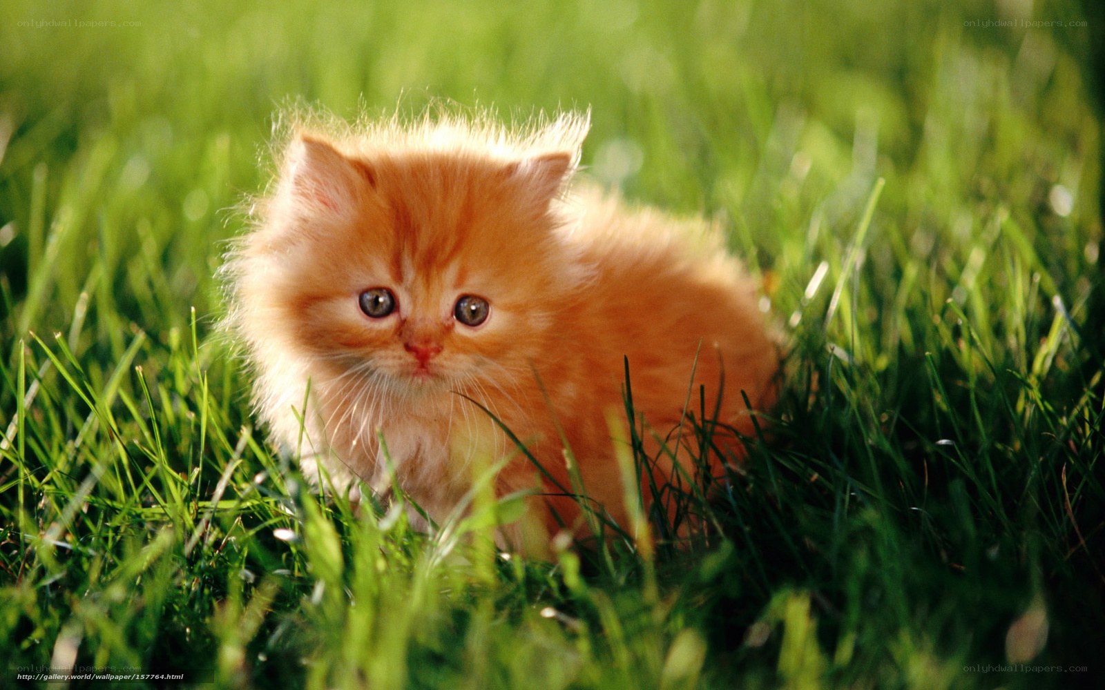fluffy orange kitten in grass