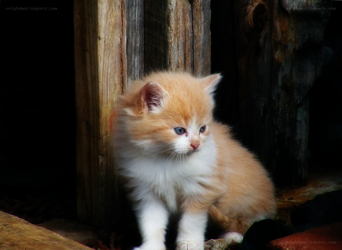 fluffy orange kitten in shadows