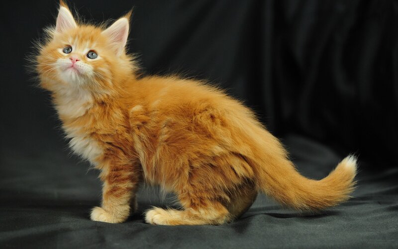 Fluffy Orange Kitten — Innocent, Photograph, Black Background