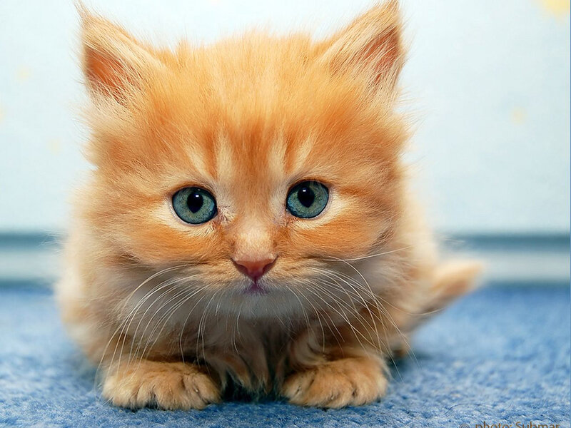Fluffy Orange Kitten — Innocent, Photograph, Blue Carpet