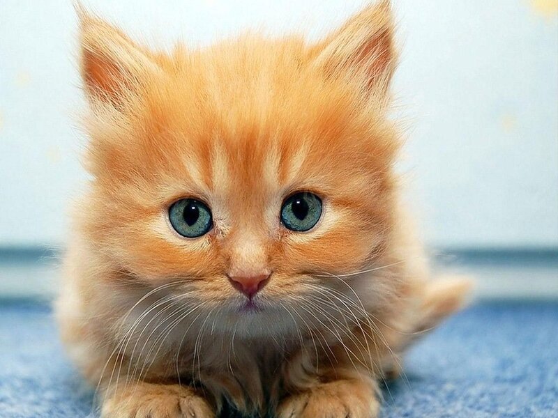 Fluffy Orange Kitten — Innocent, Photograph, Blue Surface