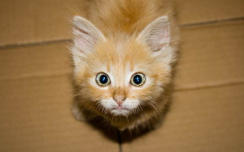 Fluffy Orange Kitten — Innocent, Photograph, Cardboard