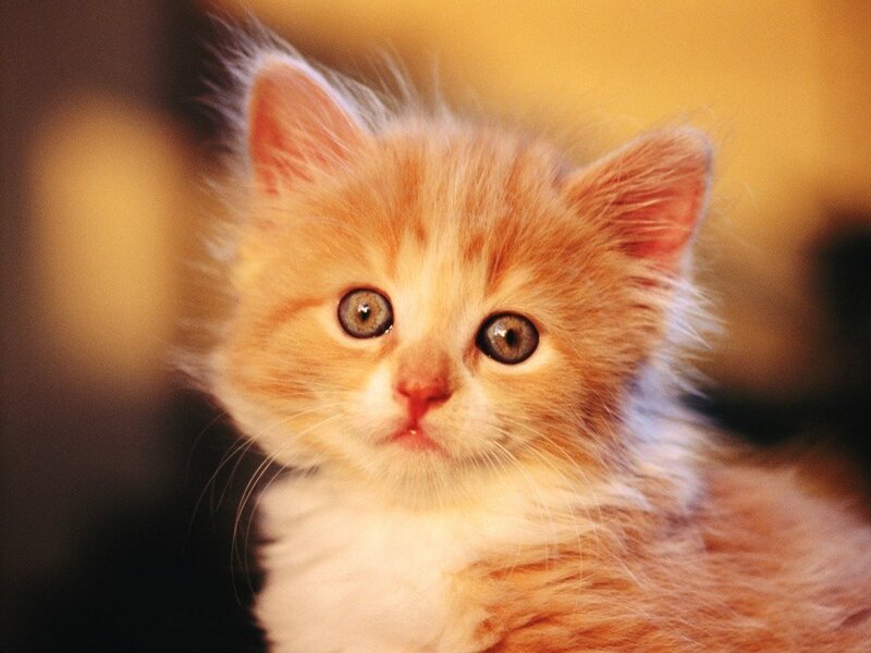 Fluffy Orange Kitten — Innocent, Photograph, Cat, Eyes
