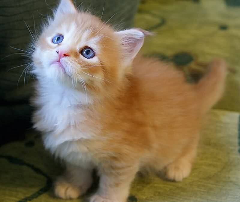 Fluffy Orange Kitten — Innocent, Photograph, Cat, Floor