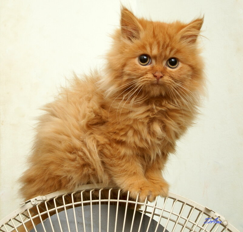 Fluffy Orange Kitten — Innocent, Photograph, Cat