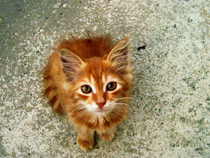 Fluffy Orange Kitten — Innocent, Photograph, Concrete Ground