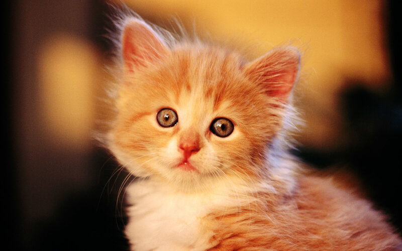 Fluffy Orange Kitten — Innocent, Photograph, Eyes