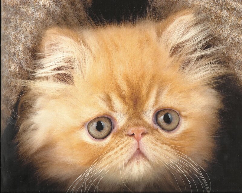 Fluffy Orange Kitten — Innocent, Photograph, Fur