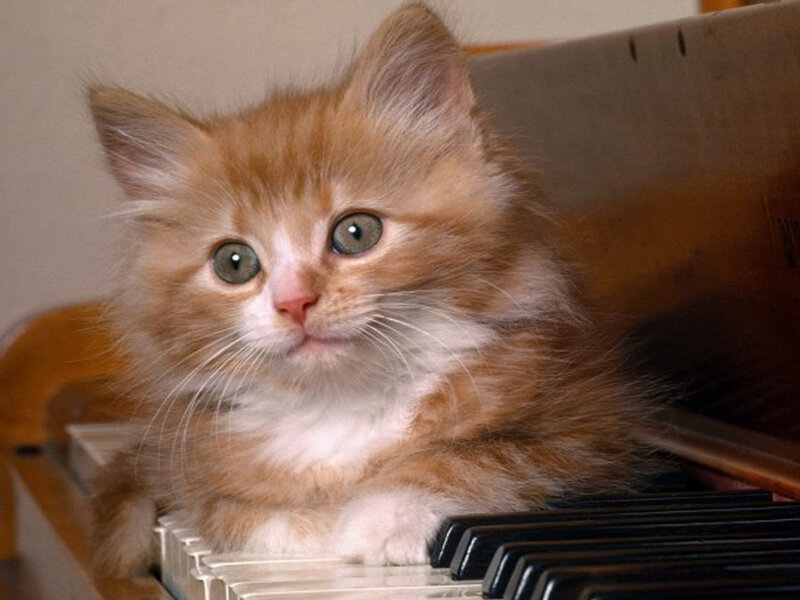 Fluffy Orange Kitten — Innocent, Photograph, Piano Keys