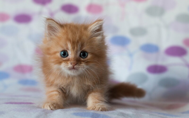 Fluffy Orange Kitten — Innocent, Photograph, Polka Dots
