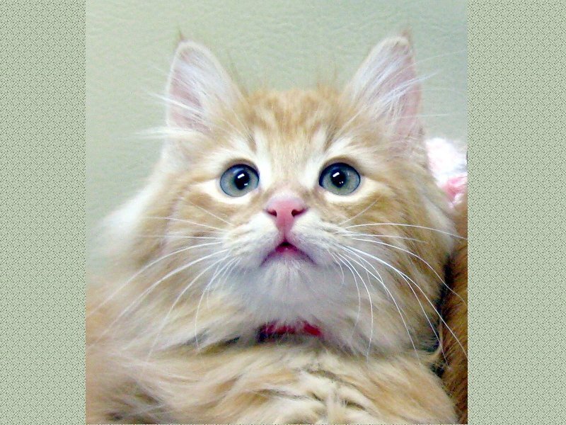 Fluffy Orange Kitten — Innocent, Photograph