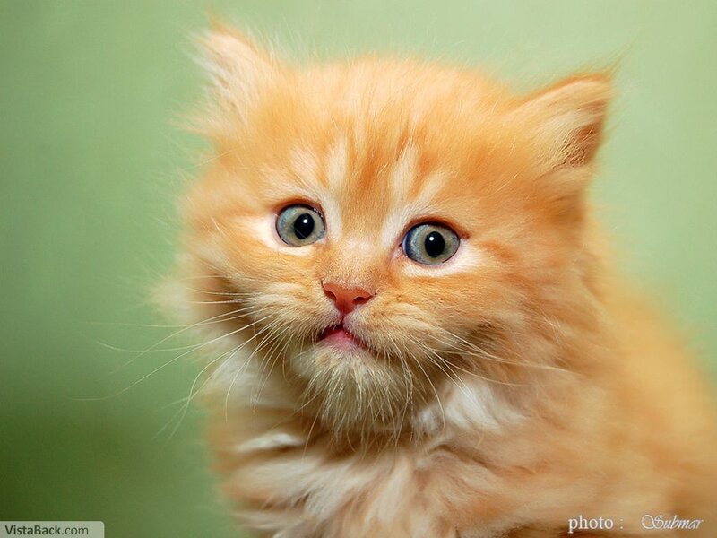 Fluffy Orange Kitten — Innocent, Photograph, Whiskers, Green Background