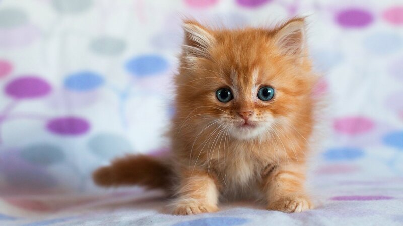 Fluffy Orange Kitten — Innocent, Photograph, Whiskers