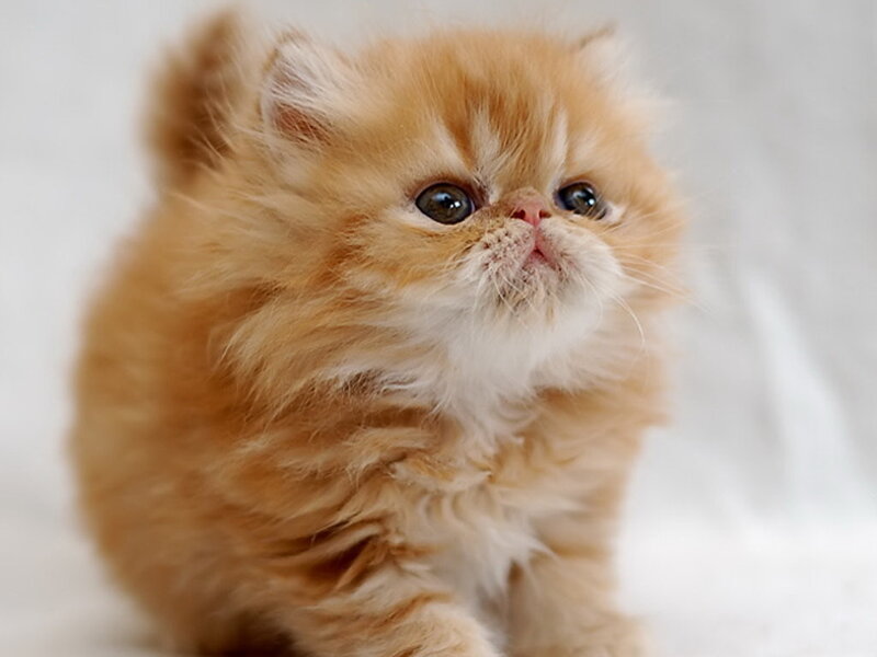 Fluffy Orange Kitten — Innocent, Photograph, White Background
