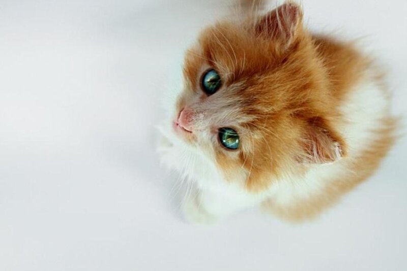 Fluffy Orange Kitten — Innocent, Photograph, White Background, White